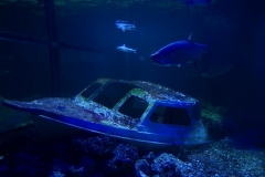 2019-Oceanika-Zdjecie-043