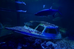 2019-Oceanika-Zdjecie-044