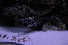 2019-Oceanika-Zdjecie-050