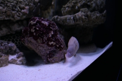 2019-Oceanika-Zdjecie-051