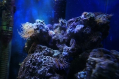 2019-Oceanika-Zdjecie-055