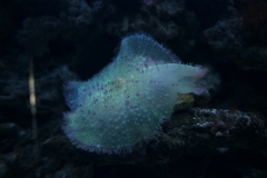 2019-Oceanika-Zdjecie-057