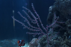 2019-Oceanika-Zdjecie-058