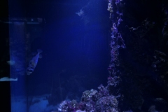 2019-Oceanika-Zdjecie-059