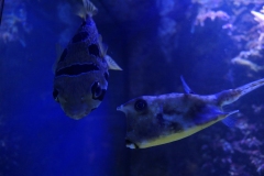 2019-Oceanika-Zdjecie-062