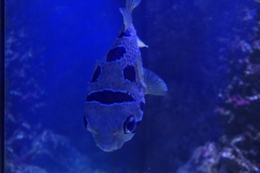 2019-Oceanika-Zdjecie-063