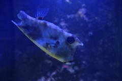 2019-Oceanika-Zdjecie-064