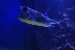 2019-Oceanika-Zdjecie-065