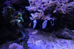 2019-Oceanika-Zdjecie-070