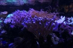 2019-Oceanika-Zdjecie-071