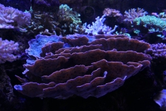 2019-Oceanika-Zdjecie-072