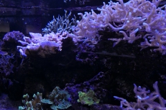 2019-Oceanika-Zdjecie-073