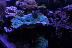 2019-Oceanika-Zdjecie-074