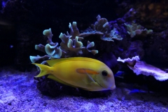 2019-Oceanika-Zdjecie-075