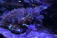 2019-Oceanika-Zdjecie-077