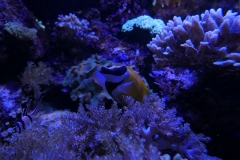 2019-Oceanika-Zdjecie-078