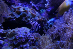 2019-Oceanika-Zdjecie-079