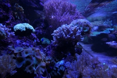 2019-Oceanika-Zdjecie-080