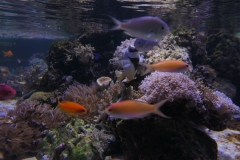 2019-Oceanika-Zdjecie-088