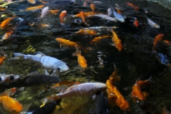 2019-Oceanika-Zdjecie-107