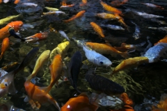 2019-Oceanika-Zdjecie-108