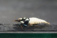 42959104_696027497464453_8265159975509164032_o