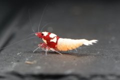 42974877_696027260797810_2641111343205187584_o