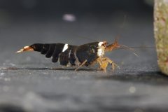 42980370_696026614131208_8540434436783603712_o