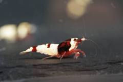 43012747_696027664131103_8019806605765771264_o