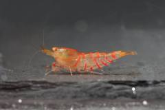 43012765_696027174131152_4279301759270125568_o