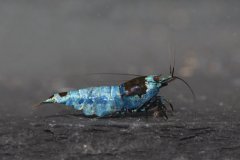 43024038_696027780797758_1014597573123506176_o