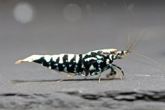 43070561_696028034131066_4818217591099097088_o