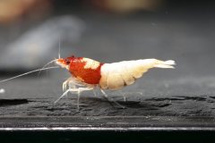 43074588_696027944131075_8294538625555628032_o