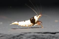 43108255_696026964131173_8195669436179415040_o