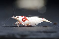 43139598_696026870797849_2262118562808201216_o