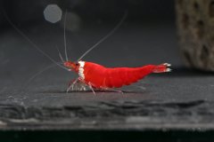 43171355_696026320797904_8648660319788335104_o