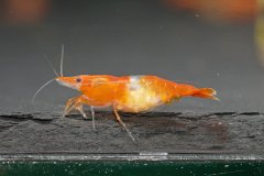 43191379_696025997464603_7438460572976283648_o