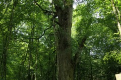 2019.06.21-III-Akwarystyczny-splyw-kajakowy-Zjecie-023