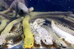 243010179_1483722058657804_7012681173899956286_n