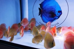 260532718_747809663286328_6362262387193974444_n