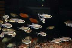 70658438_2497383710344786_2582322835879886848_o