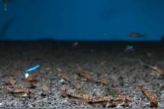 70843045_2497383317011492_4084130207592611840_o