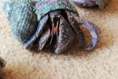 71182570_2497469923669498_1762588830919032832_o