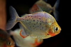 Metynnis-maculatus-2