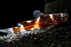 Pseudomystus-siamensis-4