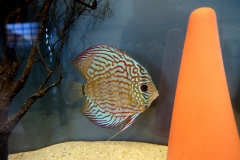 2019.10-ZooPark-Lublin-Wystawa-Zdjecie-023-Andrzej-Nowicki-Hodowla-Super-Discus