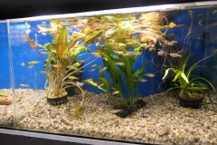 2019.10-ZooPark-Lublin-Wystawa-Zdjecie-028-Henryk-Wolanski-Malopolska-Hodowla-Ryb-i-Roslin-Princes