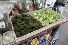 2019.10-ZooPark-Lublin-Wystawa-Zdjecie-034-Machal-Dylewski-Water-and-Garden