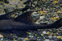 107764298_1353609518163123_8465436718964106711_o