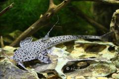 14188436_541836082673808_82162043066192258_o